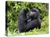 Male Silverback Mountain Gorilla Looking Up, Volcanoes National Park, Rwanda, Africa-Eric Baccega-Stretched Canvas