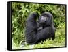 Male Silverback Mountain Gorilla Looking Up, Volcanoes National Park, Rwanda, Africa-Eric Baccega-Framed Stretched Canvas