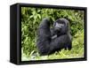 Male Silverback Mountain Gorilla Looking Up, Volcanoes National Park, Rwanda, Africa-Eric Baccega-Framed Stretched Canvas