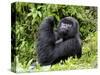 Male Silverback Mountain Gorilla Looking Up, Volcanoes National Park, Rwanda, Africa-Eric Baccega-Stretched Canvas