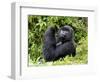 Male Silverback Mountain Gorilla Looking Up, Volcanoes National Park, Rwanda, Africa-Eric Baccega-Framed Photographic Print
