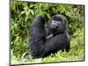 Male Silverback Mountain Gorilla Looking Up, Volcanoes National Park, Rwanda, Africa-Eric Baccega-Mounted Photographic Print