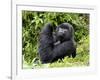 Male Silverback Mountain Gorilla Looking Up, Volcanoes National Park, Rwanda, Africa-Eric Baccega-Framed Photographic Print