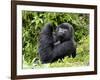 Male Silverback Mountain Gorilla Looking Up, Volcanoes National Park, Rwanda, Africa-Eric Baccega-Framed Photographic Print