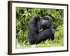 Male Silverback Mountain Gorilla Looking Up, Volcanoes National Park, Rwanda, Africa-Eric Baccega-Framed Photographic Print