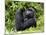 Male Silverback Mountain Gorilla Looking Up, Volcanoes National Park, Rwanda, Africa-Eric Baccega-Mounted Photographic Print