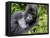 Male Silverback Mountain Gorilla Resting, Volcanoes National Park, Rwanda, Africa-Eric Baccega-Framed Stretched Canvas