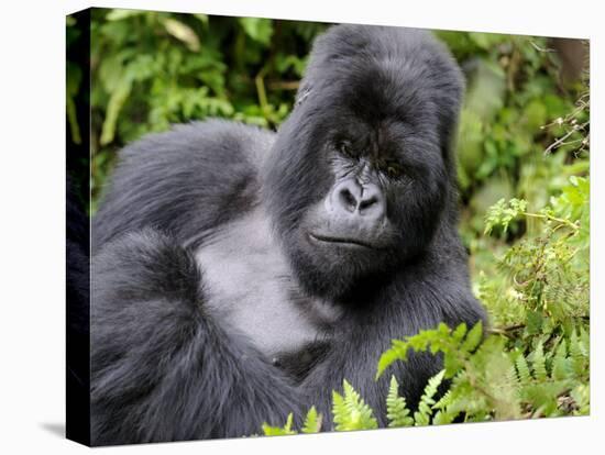 Male Silverback Mountain Gorilla Resting, Volcanoes National Park, Rwanda, Africa-Eric Baccega-Stretched Canvas