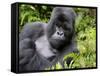 Male Silverback Mountain Gorilla Resting, Volcanoes National Park, Rwanda, Africa-Eric Baccega-Framed Stretched Canvas
