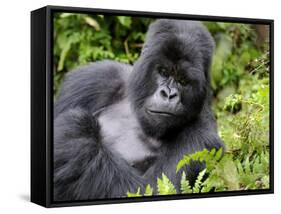 Male Silverback Mountain Gorilla Resting, Volcanoes National Park, Rwanda, Africa-Eric Baccega-Framed Stretched Canvas