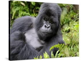 Male Silverback Mountain Gorilla Resting, Volcanoes National Park, Rwanda, Africa-Eric Baccega-Stretched Canvas