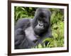 Male Silverback Mountain Gorilla Resting, Volcanoes National Park, Rwanda, Africa-Eric Baccega-Framed Premium Photographic Print