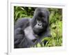 Male Silverback Mountain Gorilla Resting, Volcanoes National Park, Rwanda, Africa-Eric Baccega-Framed Premium Photographic Print