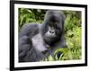 Male Silverback Mountain Gorilla Resting, Volcanoes National Park, Rwanda, Africa-Eric Baccega-Framed Premium Photographic Print