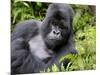 Male Silverback Mountain Gorilla Resting, Volcanoes National Park, Rwanda, Africa-Eric Baccega-Mounted Premium Photographic Print