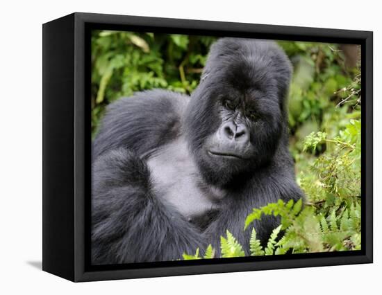 Male Silverback Mountain Gorilla Resting, Volcanoes National Park, Rwanda, Africa-Eric Baccega-Framed Stretched Canvas