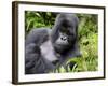 Male Silverback Mountain Gorilla Resting, Volcanoes National Park, Rwanda, Africa-Eric Baccega-Framed Photographic Print