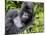 Male Silverback Mountain Gorilla Resting, Volcanoes National Park, Rwanda, Africa-Eric Baccega-Mounted Photographic Print