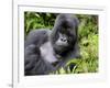 Male Silverback Mountain Gorilla Resting, Volcanoes National Park, Rwanda, Africa-Eric Baccega-Framed Photographic Print