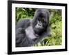 Male Silverback Mountain Gorilla Resting, Volcanoes National Park, Rwanda, Africa-Eric Baccega-Framed Photographic Print