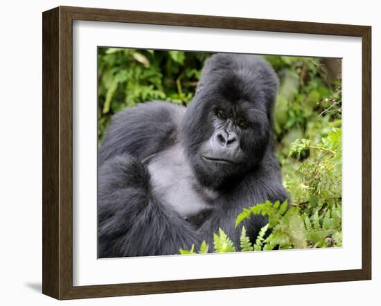 Male Silverback Mountain Gorilla Resting, Volcanoes National Park, Rwanda, Africa-Eric Baccega-Framed Photographic Print