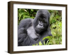 Male Silverback Mountain Gorilla Resting, Volcanoes National Park, Rwanda, Africa-Eric Baccega-Framed Photographic Print