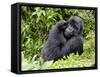 Male Silverback Mountain Gorilla Scratching Face, Volcanoes National Park, Rwanda, Africa-Eric Baccega-Framed Stretched Canvas