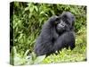 Male Silverback Mountain Gorilla Scratching Face, Volcanoes National Park, Rwanda, Africa-Eric Baccega-Stretched Canvas