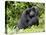 Male Silverback Mountain Gorilla Scratching Face, Volcanoes National Park, Rwanda, Africa-Eric Baccega-Stretched Canvas