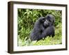 Male Silverback Mountain Gorilla Scratching Face, Volcanoes National Park, Rwanda, Africa-Eric Baccega-Framed Premium Photographic Print