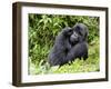 Male Silverback Mountain Gorilla Scratching Face, Volcanoes National Park, Rwanda, Africa-Eric Baccega-Framed Photographic Print