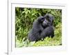 Male Silverback Mountain Gorilla Scratching Face, Volcanoes National Park, Rwanda, Africa-Eric Baccega-Framed Photographic Print