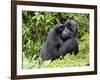 Male Silverback Mountain Gorilla Scratching Face, Volcanoes National Park, Rwanda, Africa-Eric Baccega-Framed Photographic Print