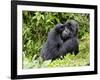 Male Silverback Mountain Gorilla Scratching Face, Volcanoes National Park, Rwanda, Africa-Eric Baccega-Framed Photographic Print