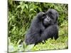 Male Silverback Mountain Gorilla Scratching Face, Volcanoes National Park, Rwanda, Africa-Eric Baccega-Mounted Photographic Print