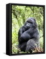 Male Silverback Mountain Gorilla Sitting, Volcanoes National Park, Rwanda, Africa-Eric Baccega-Framed Stretched Canvas