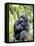 Male Silverback Mountain Gorilla Sitting, Volcanoes National Park, Rwanda, Africa-Eric Baccega-Framed Stretched Canvas