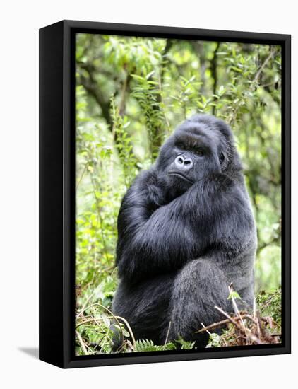 Male Silverback Mountain Gorilla Sitting, Volcanoes National Park, Rwanda, Africa-Eric Baccega-Framed Stretched Canvas