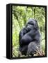 Male Silverback Mountain Gorilla Sitting, Volcanoes National Park, Rwanda, Africa-Eric Baccega-Framed Stretched Canvas