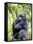 Male Silverback Mountain Gorilla Sitting, Volcanoes National Park, Rwanda, Africa-Eric Baccega-Framed Stretched Canvas