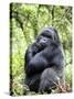 Male Silverback Mountain Gorilla Sitting, Volcanoes National Park, Rwanda, Africa-Eric Baccega-Stretched Canvas
