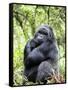 Male Silverback Mountain Gorilla Sitting, Volcanoes National Park, Rwanda, Africa-Eric Baccega-Framed Stretched Canvas