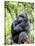 Male Silverback Mountain Gorilla Sitting, Volcanoes National Park, Rwanda, Africa-Eric Baccega-Stretched Canvas