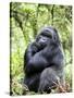 Male Silverback Mountain Gorilla Sitting, Volcanoes National Park, Rwanda, Africa-Eric Baccega-Stretched Canvas