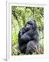 Male Silverback Mountain Gorilla Sitting, Volcanoes National Park, Rwanda, Africa-Eric Baccega-Framed Premium Photographic Print