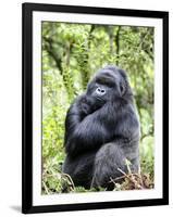 Male Silverback Mountain Gorilla Sitting, Volcanoes National Park, Rwanda, Africa-Eric Baccega-Framed Premium Photographic Print