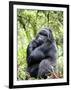 Male Silverback Mountain Gorilla Sitting, Volcanoes National Park, Rwanda, Africa-Eric Baccega-Framed Premium Photographic Print