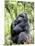 Male Silverback Mountain Gorilla Sitting, Volcanoes National Park, Rwanda, Africa-Eric Baccega-Mounted Premium Photographic Print