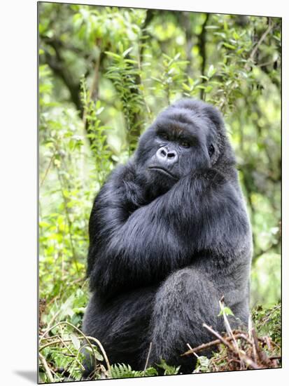 Male Silverback Mountain Gorilla Sitting, Volcanoes National Park, Rwanda, Africa-Eric Baccega-Mounted Premium Photographic Print