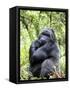 Male Silverback Mountain Gorilla Sitting, Volcanoes National Park, Rwanda, Africa-Eric Baccega-Framed Stretched Canvas